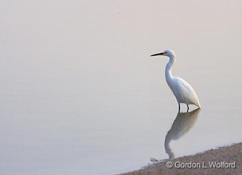 Snowy Egret Wading_28239.jpg - Snowy Egret (Egretta thula) photographed near Port Lavaca, Texas, USA.